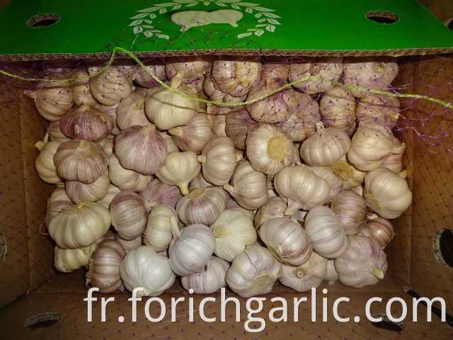 Normal White Garlic